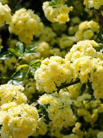 Rosa Banksia Flower Seeds for Planting - NON GMO Seeds Dhara Seeds