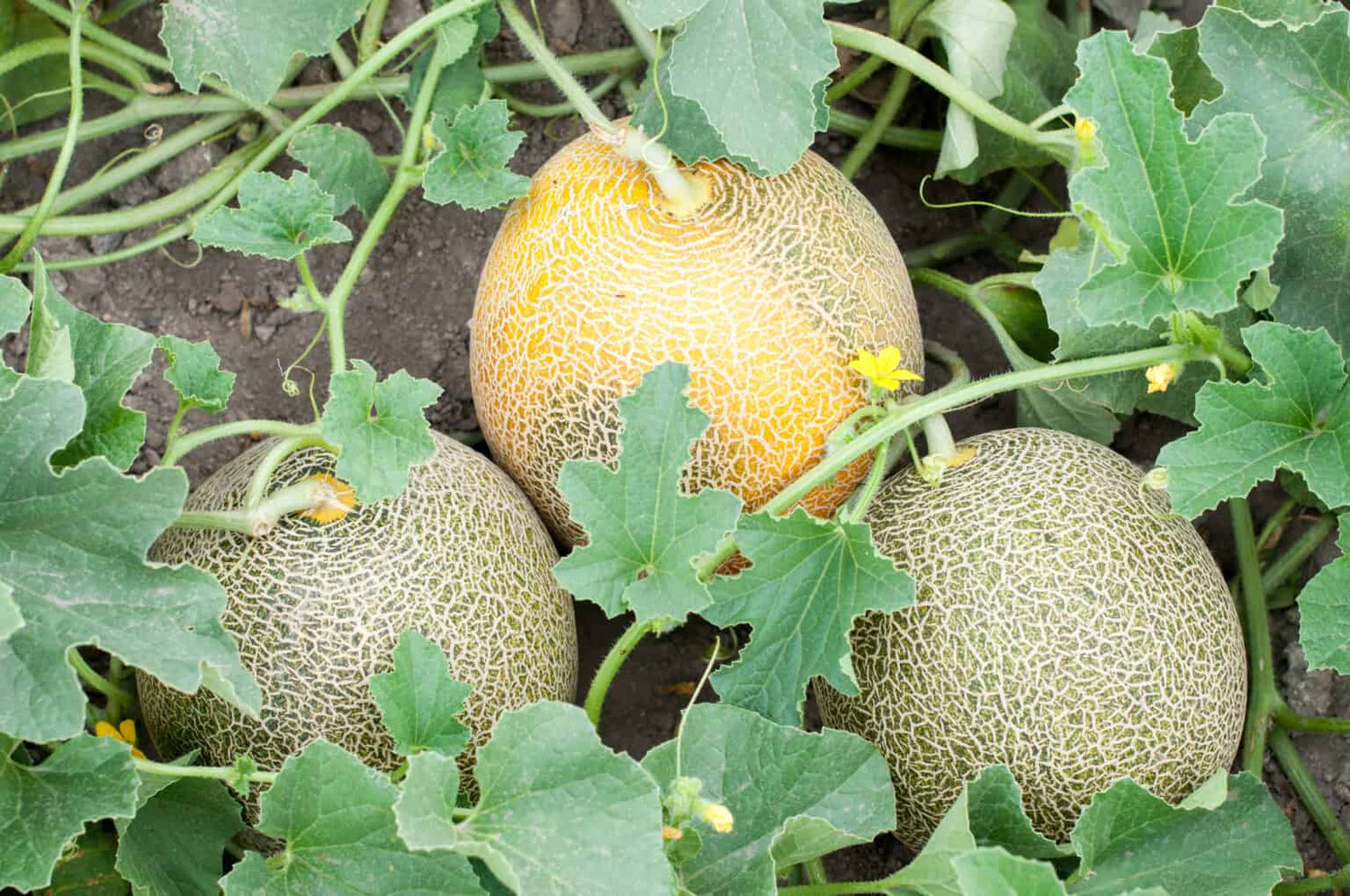 Hami Melon Seeds