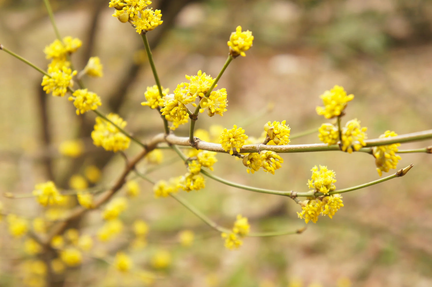 Spicebush Bush Seeds for Planting Lindera Benzoin – Heirloom, Non-GMO, High Germination Organic Garden Seeds