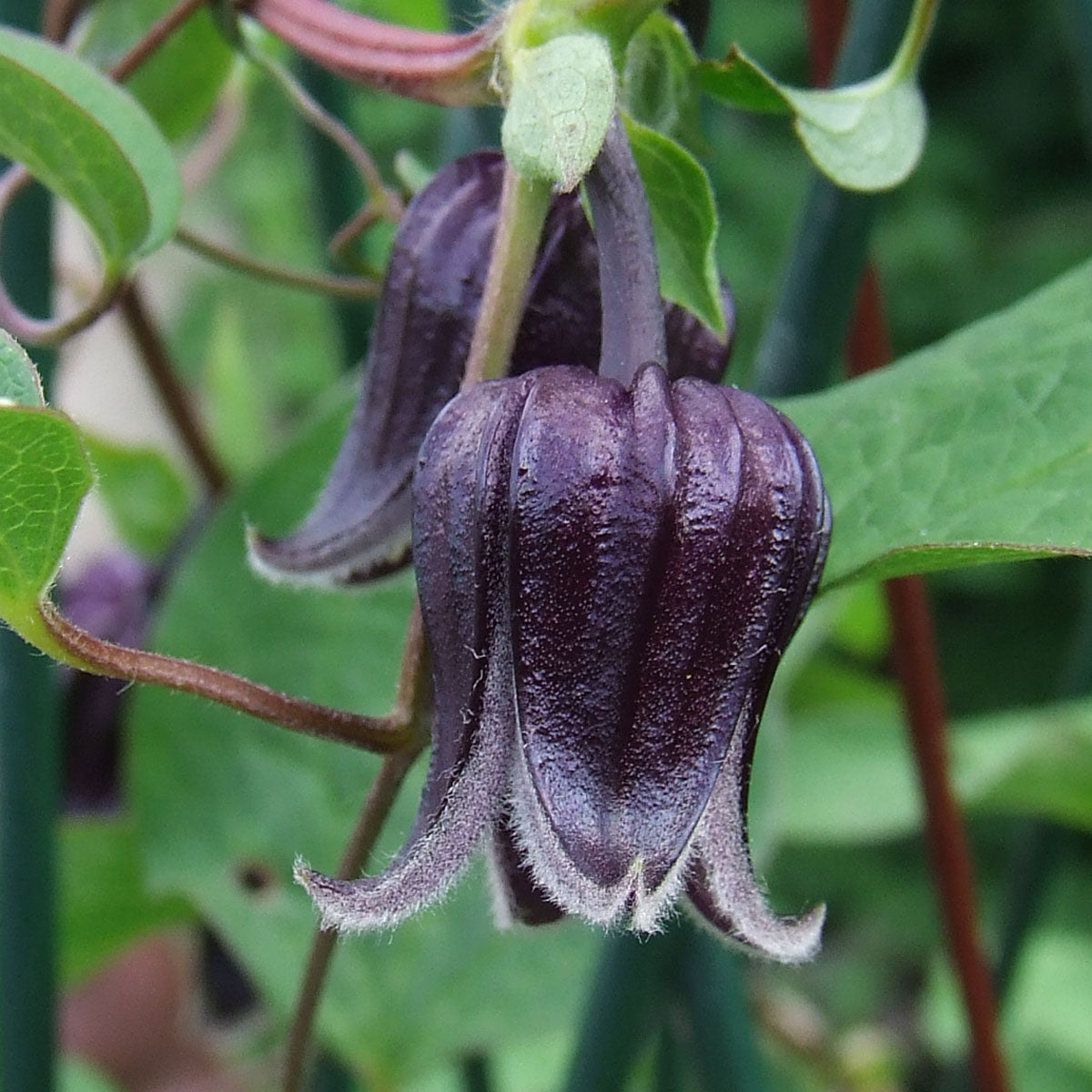 Dark Purple Clematis Climbing Vine Seeds