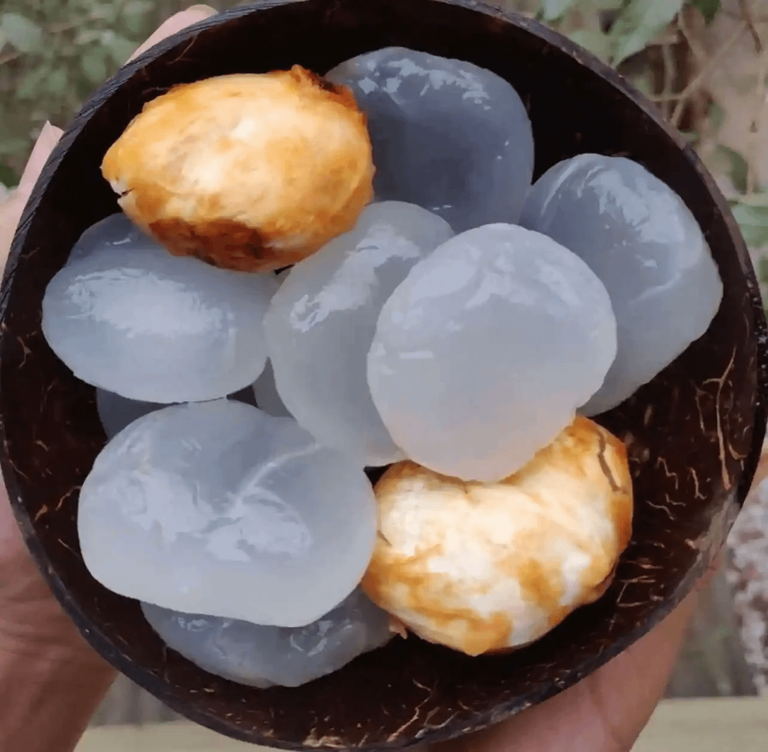 Ice Apple (Borassus flabellifer)