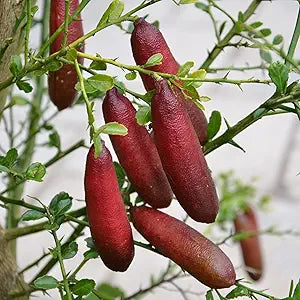 Ice pink finger lime seeds for balcony gardening and home garden planting