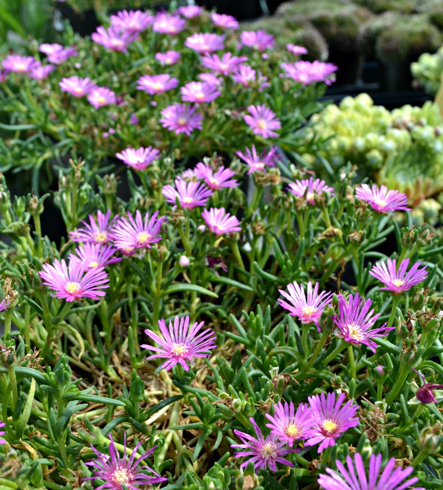 Delosperma Violet Wonder Iceplant