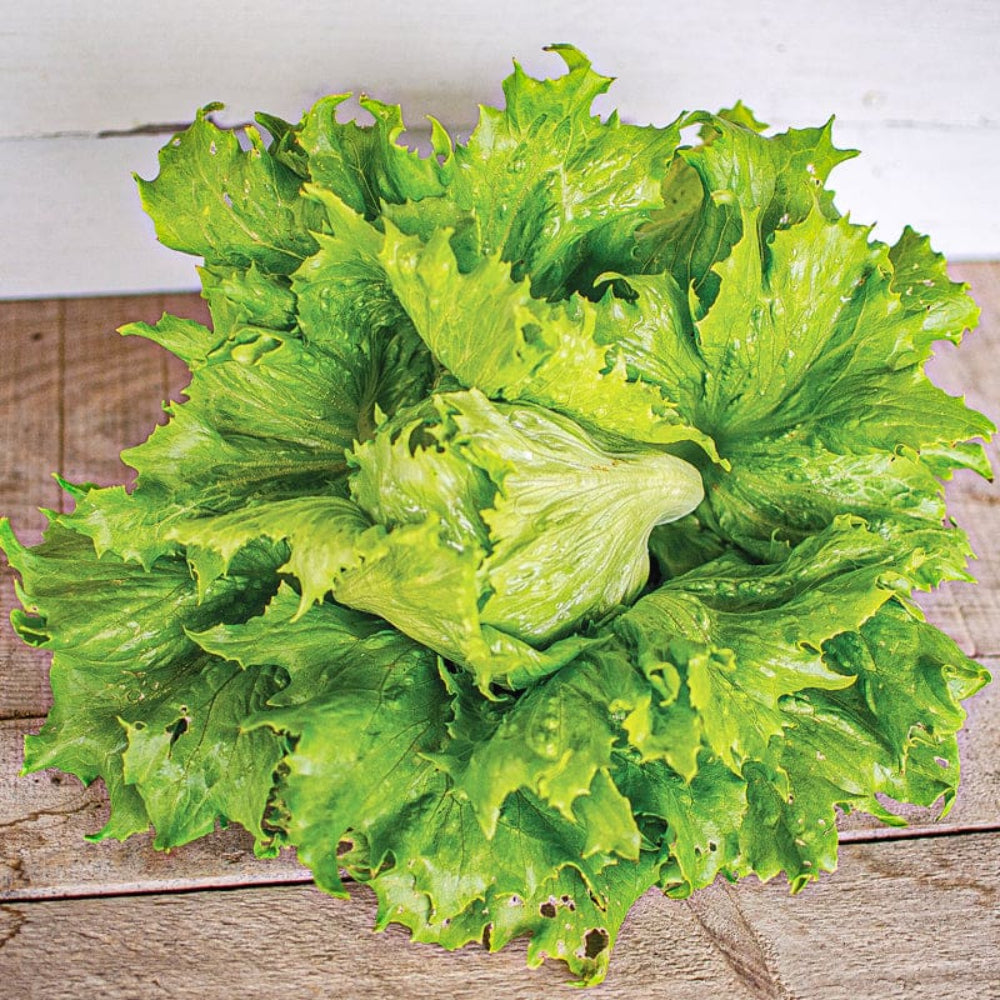 Green Ice Lettuce Seeds for Planting heirloom & Non-GMO Seeds