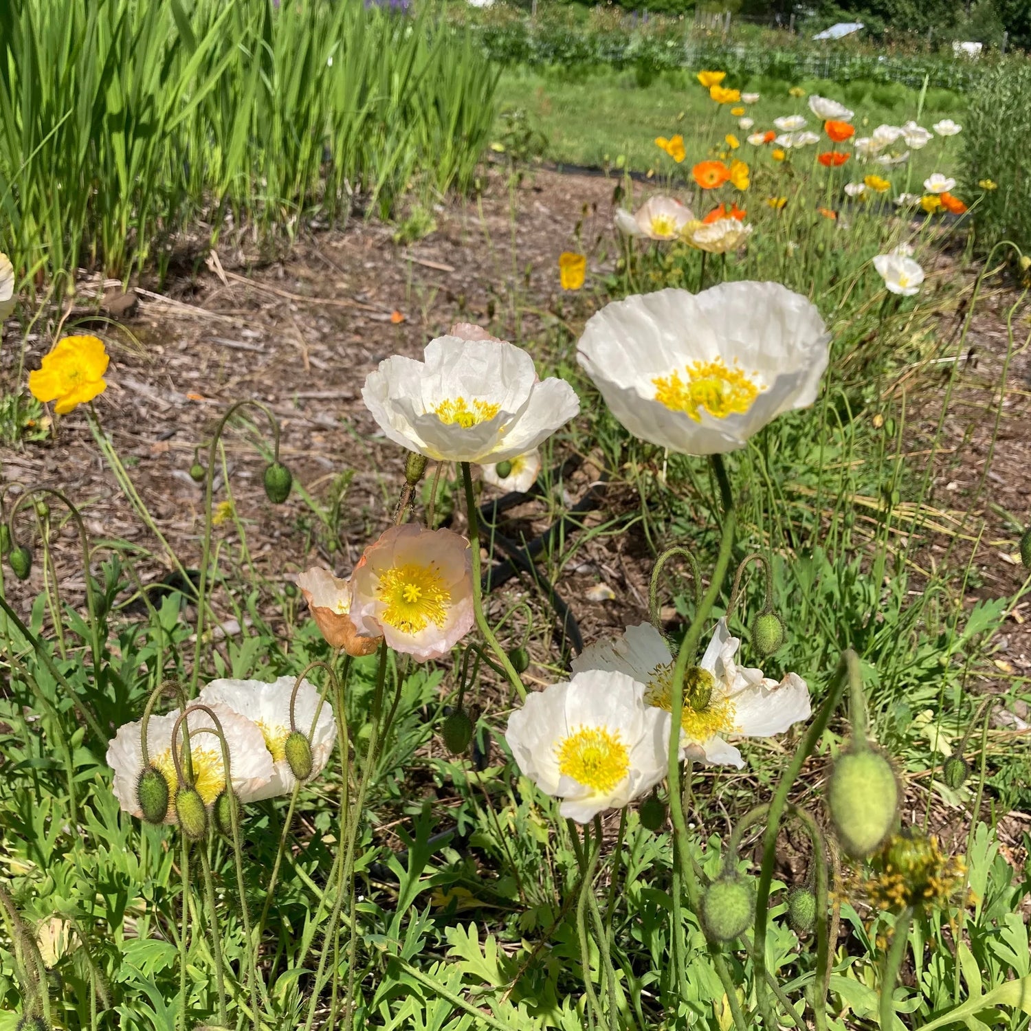 Iceland Poppy Seeds - Champagne Bubbles White