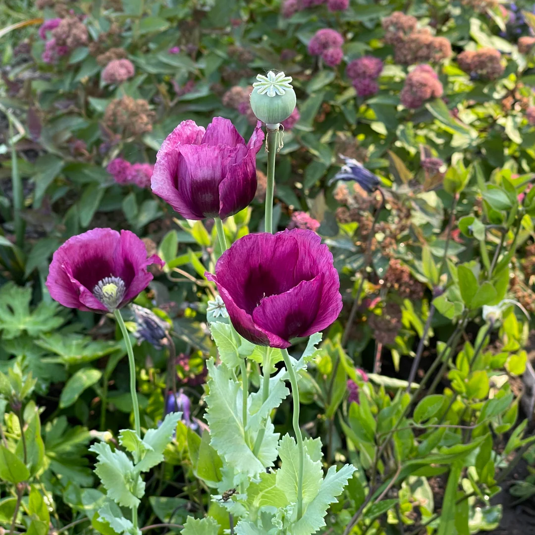Stratified Mixed Garden Papaever Somniferum Poppy Seeds For Planting – Heirloom, Non-GMO, High Germination Organic Garden Seeds