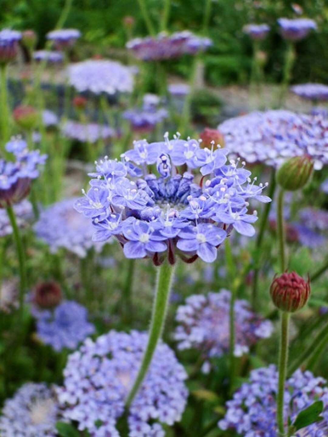 Didiscus Blue Lace Flower Didiscus caeruleus - Seeds – Heirloom, Non-GMO, High Germination Organic Garden Seeds