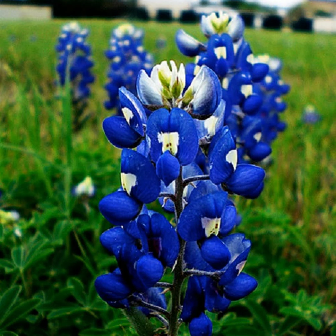 Blue Bonnet Flower Seeds for Planting - 100 pcs