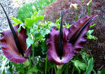 Heirloom Purple Corpse Titan Arum flower seeds – non‑GMO rare botanical seeds for planting in home garden