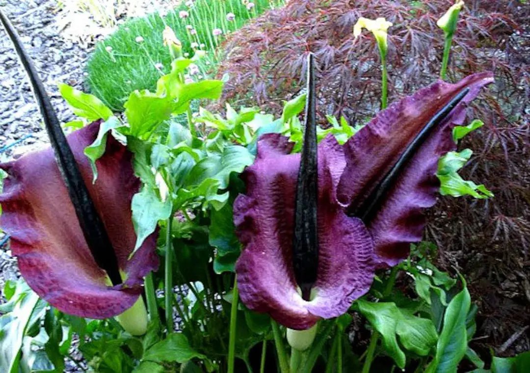 Heirloom Purple Corpse Titan Arum flower seeds – non‑GMO rare botanical seeds for planting in home garden