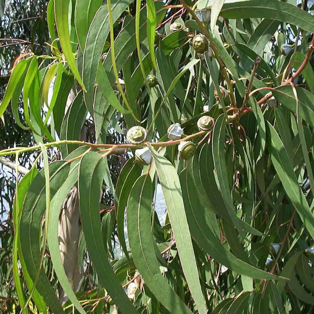 Eucalyptus Globulus Seeds – Aromatic Evergreen-Heirloom & Non-GMO Seeds for planting – Fresh Herb for Your Garden