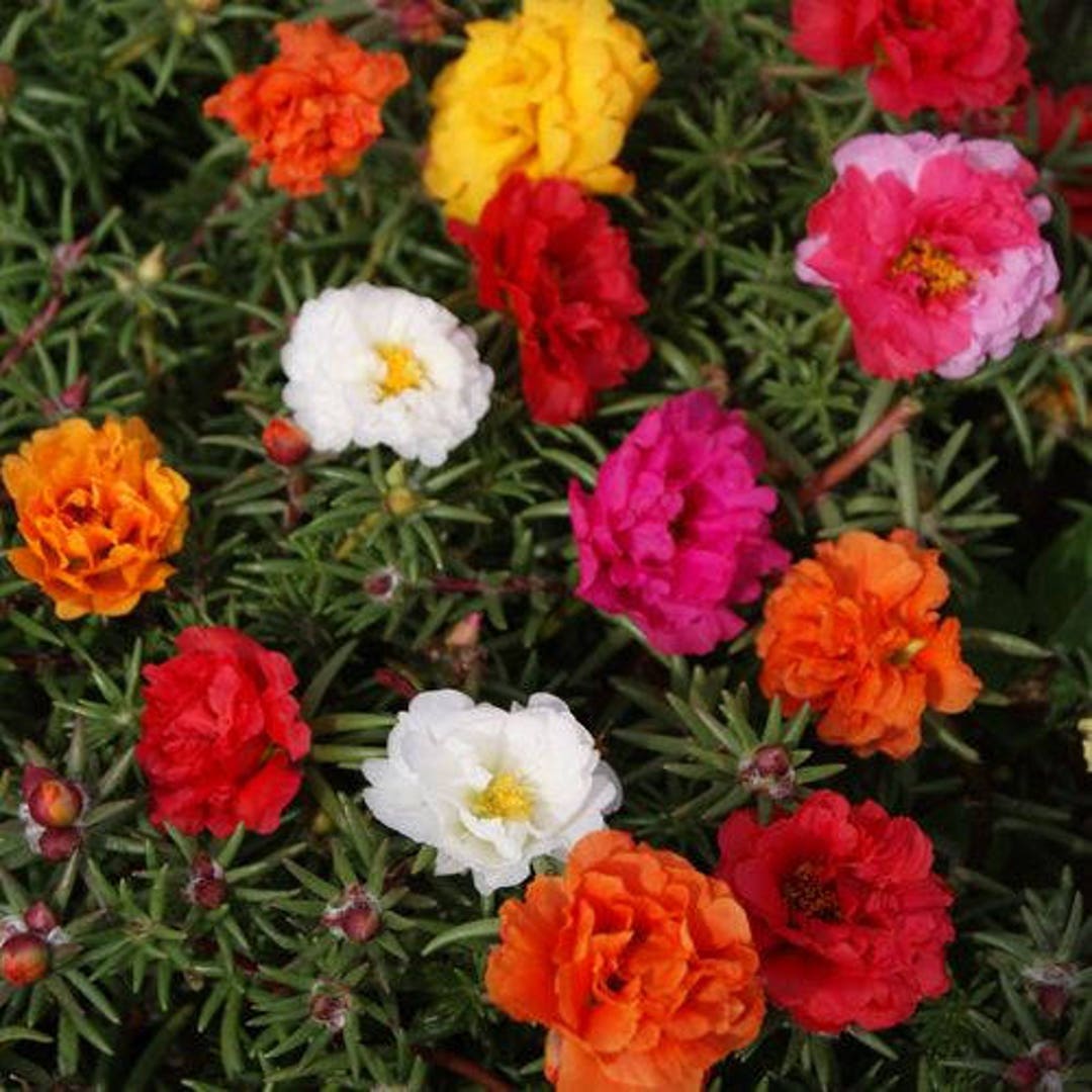 Portulaca Moss Flower Seeds for Planting 100 seeds for planting in home garden