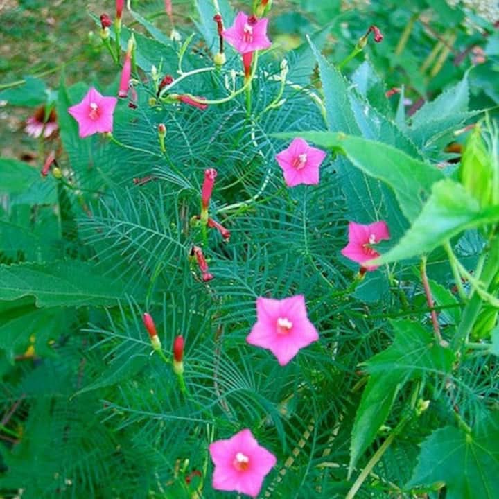 Annual Rose Cypress Vine Flower Seeds for Planting