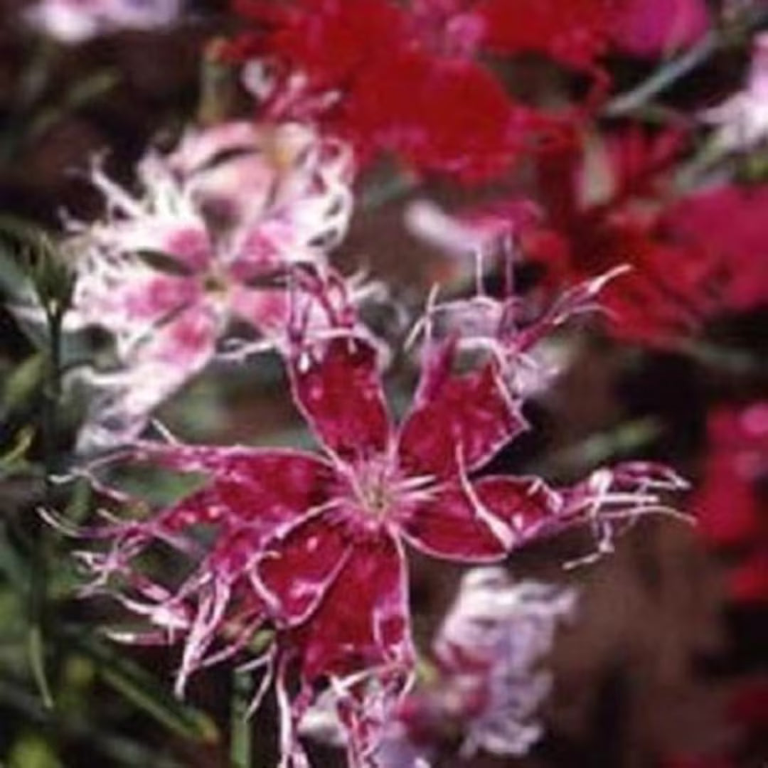 compact mounding dianthus plants with colorful flowers

