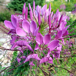 Pink Hatiora Rosea Plant Seeds for Planting Non-GMO Heirloom Garden Seeds for Home Growing for planting in your garden.