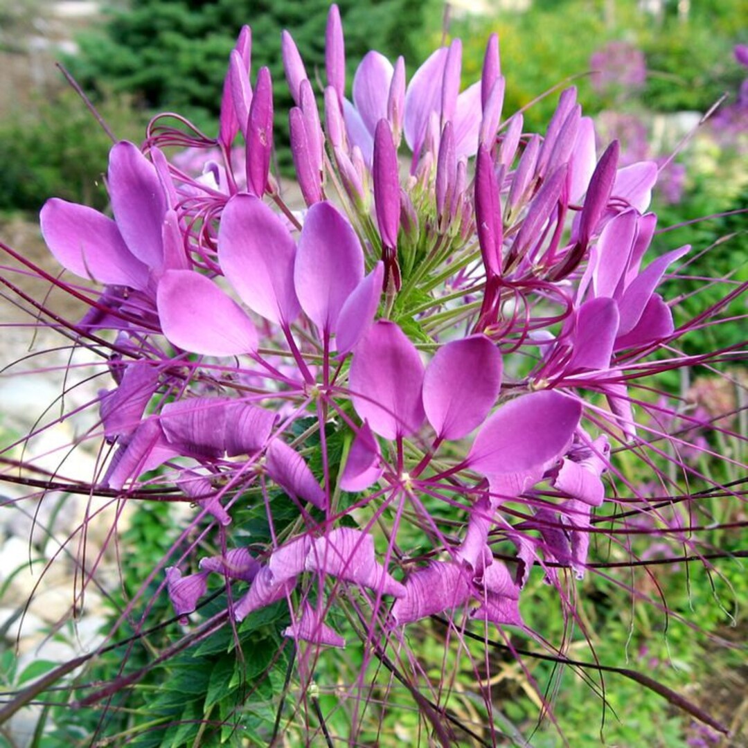 Pink Hatiora Rosea Plant Seeds for Planting Non-GMO Heirloom Garden Seeds for Home Growing for planting in your garden.