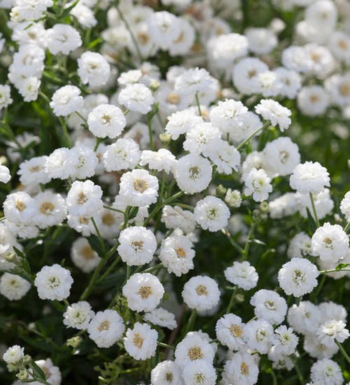 White Pellitory Flower Seeds for Planting, 100