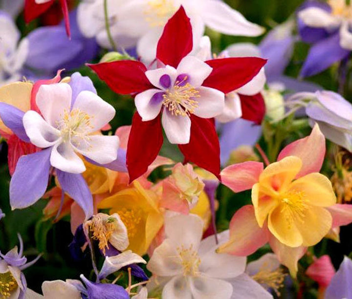 Heirloom Red White Columbine Flower Seeds for Garden Planting – Elegant Perennial Blooms
