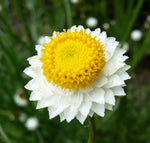 Winged Everlasting (Ammobium alatum) Flower Seeds for Planting – Papery Blooms for Dried Floral Use, Non-GMO for planting in home garden