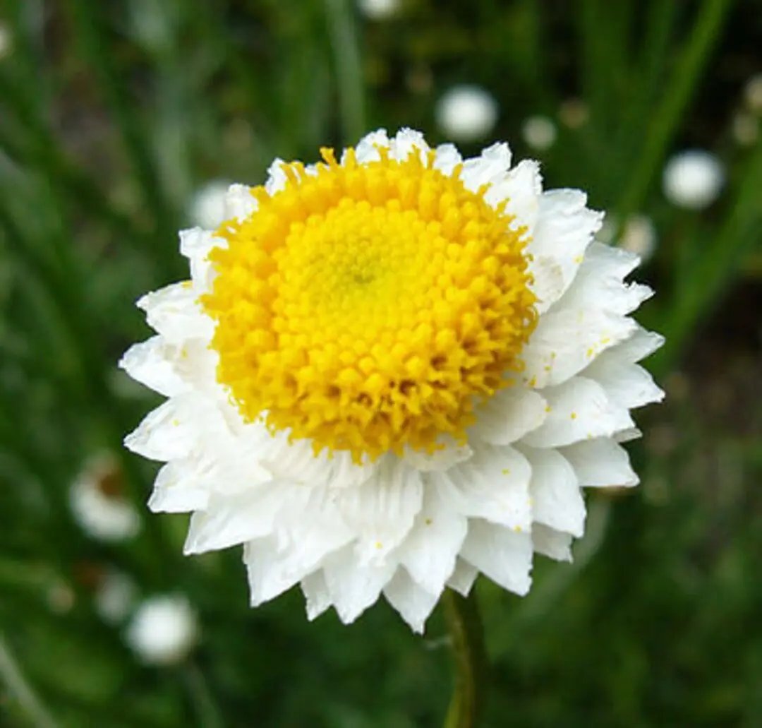 Winged Everlasting (Ammobium alatum) Flower Seeds for Planting – Papery Blooms for Dried Floral Use, Non-GMO for planting in home garden
