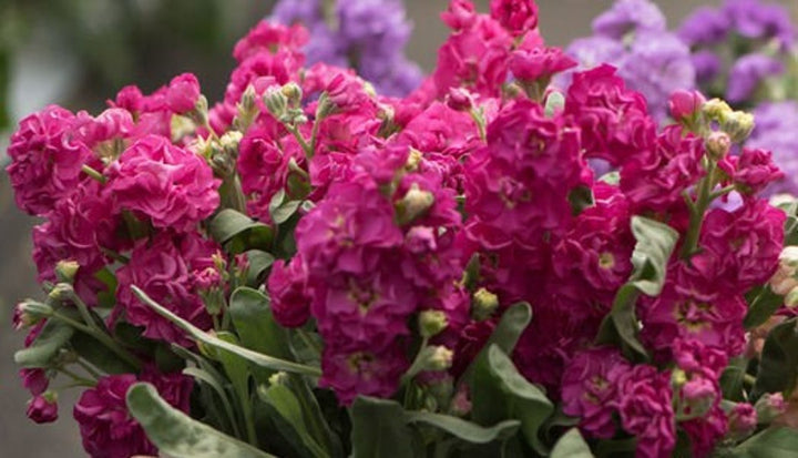 Pink Matthiola Flower Seeds – Heirloom Non-GMO Fragrant Garden Blooms for Planting