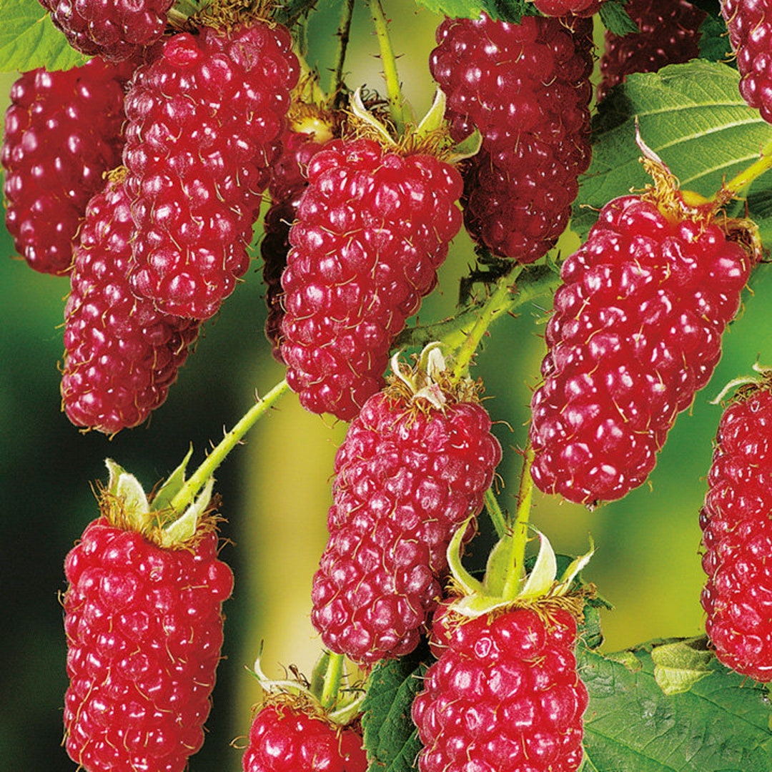 Tayberry – Sweet and Tangy Hybrid Berry