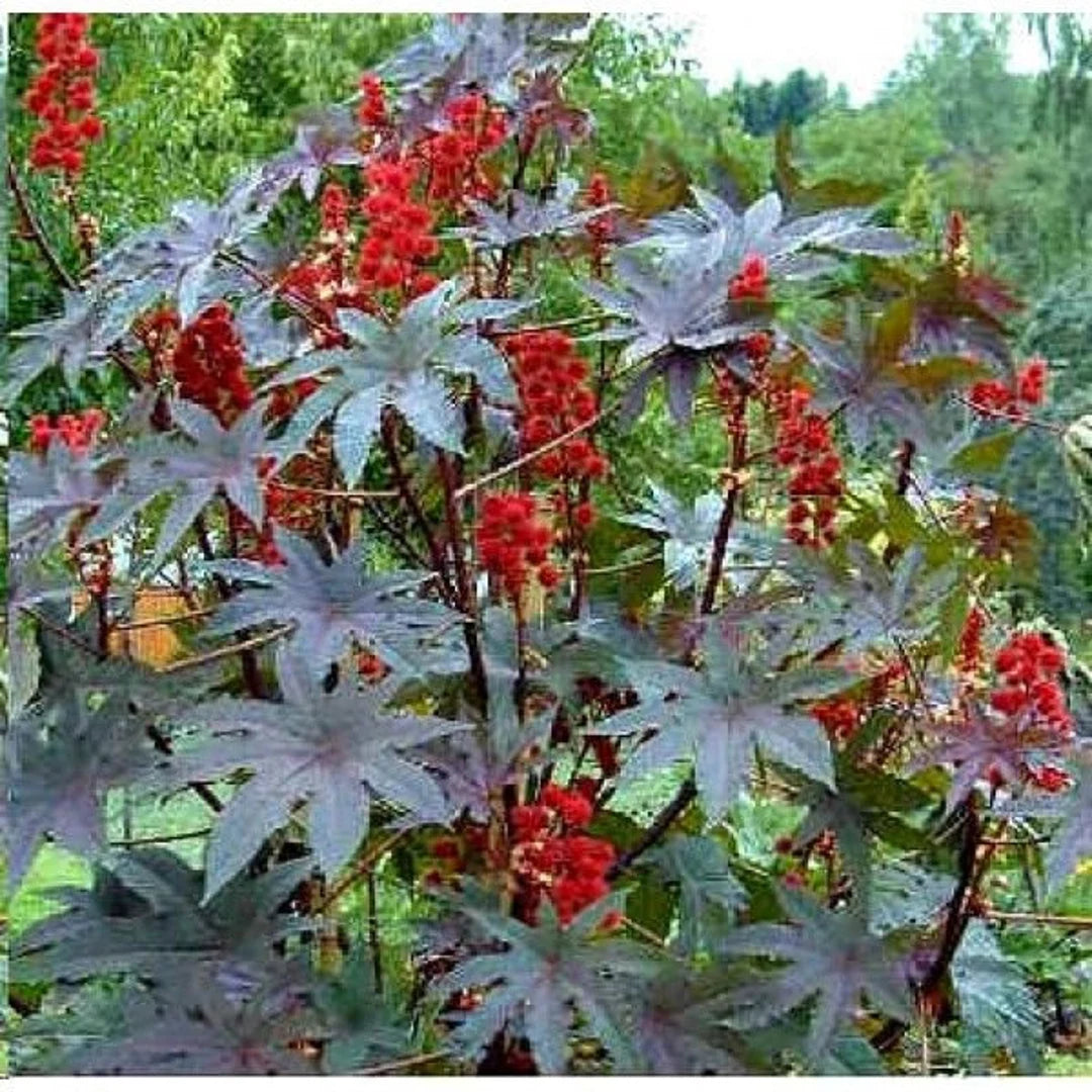 Castor Oil Bean Gibsonii