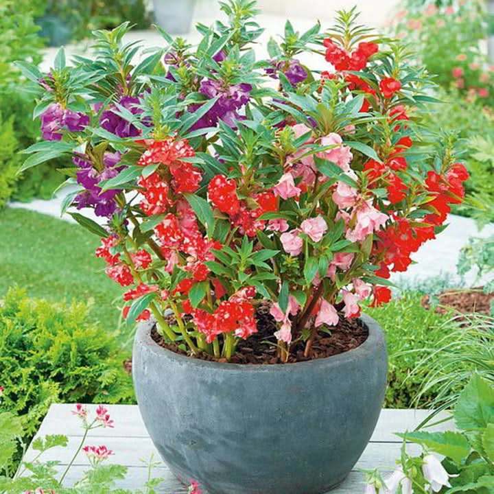 Balsamine Flower Seed for Planting