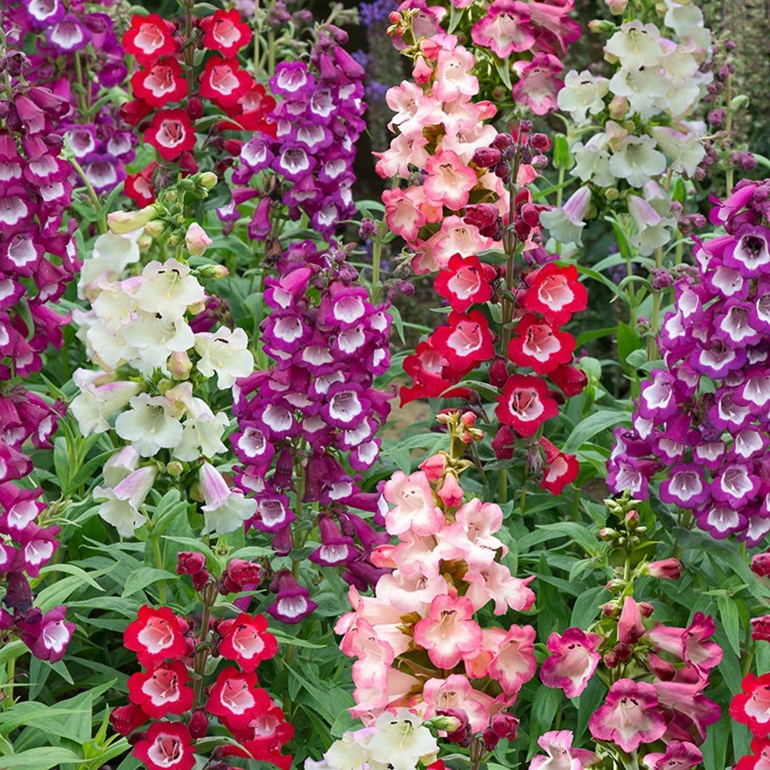 Penstemon Flower Seeds for Planting 100 seeds for planting in home garden