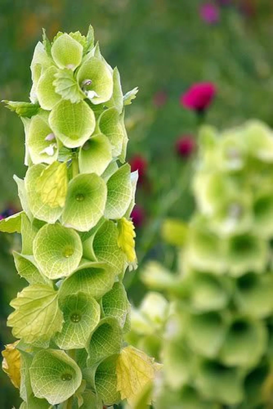 Bells of Ireland - Seeds - Sow Spring or Fall - GMO Molucella laevis – Heirloom, Non-GMO, High Germination Organic Garden Seeds