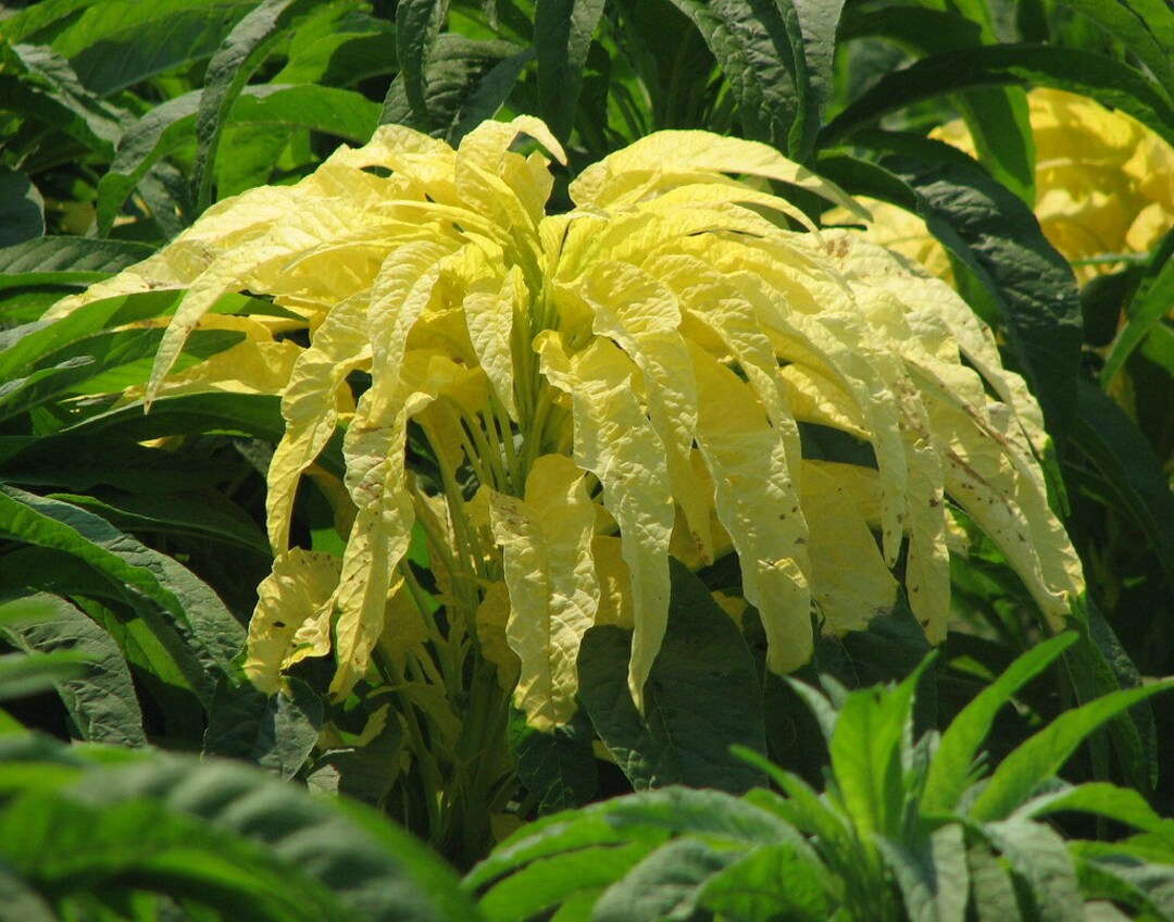 Amaranthus Amaranthus Tricolor Joseph's Coat Yellow Leaf Seeds for Planting