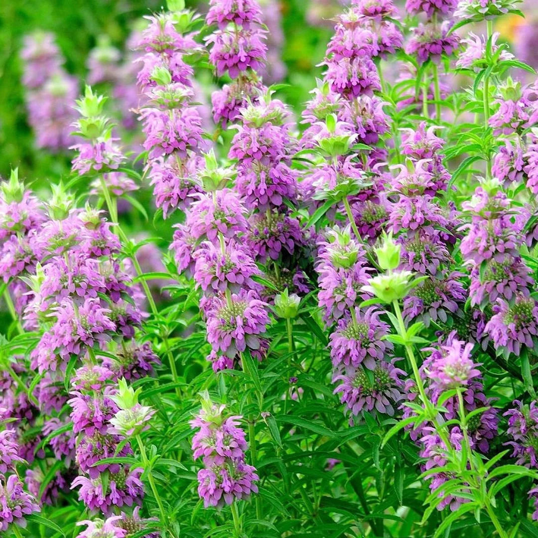 Lemon Bergamot Herb Seeds for Perennial Herb Gardens – Fresh Herb for Your Garden
