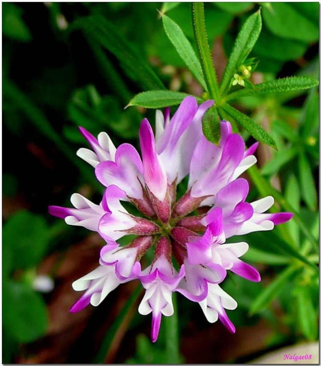 Chinese Milk Vetch