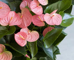 Heirloom Non-GMO Anthurium Andraeanum Flower Seeds for Planting – Exotic Tropical Indoor Garden Blooms - Non-GMO for planting in home garden