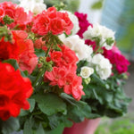 Red & White Geranium Flower Seeds for Planting – Heirloom, Non-GMO seeds for planting in home garden