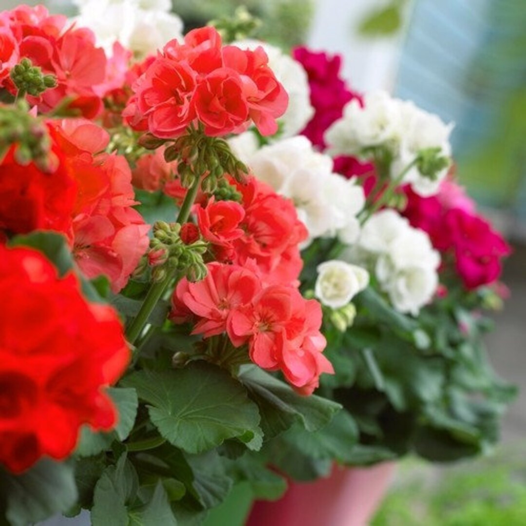 Red & White Geranium Flower Seeds for Planting – Heirloom, Non-GMO seeds for planting in home garden