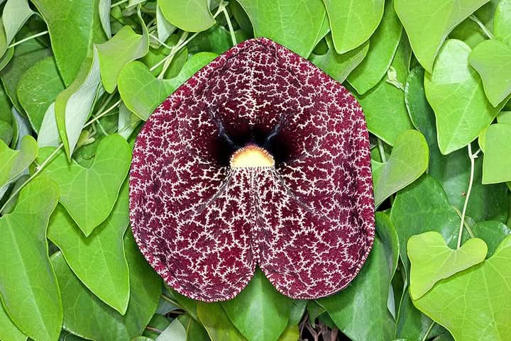 Aristolochia Elegans Flower Seeds for Planting – Exotic Vine Blooms