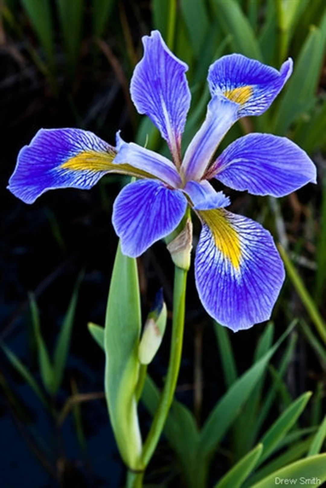 Wild Blue Iris Seeds