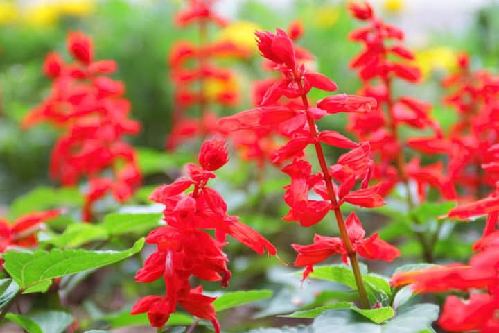 Scarlet Sage Flower Seeds for Planting – Bright Pollinator-Friendly Garden Blooms