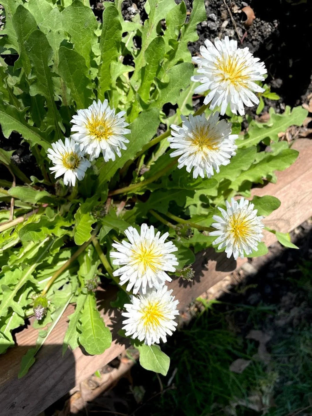 Dandelion Seeds - Japanese White