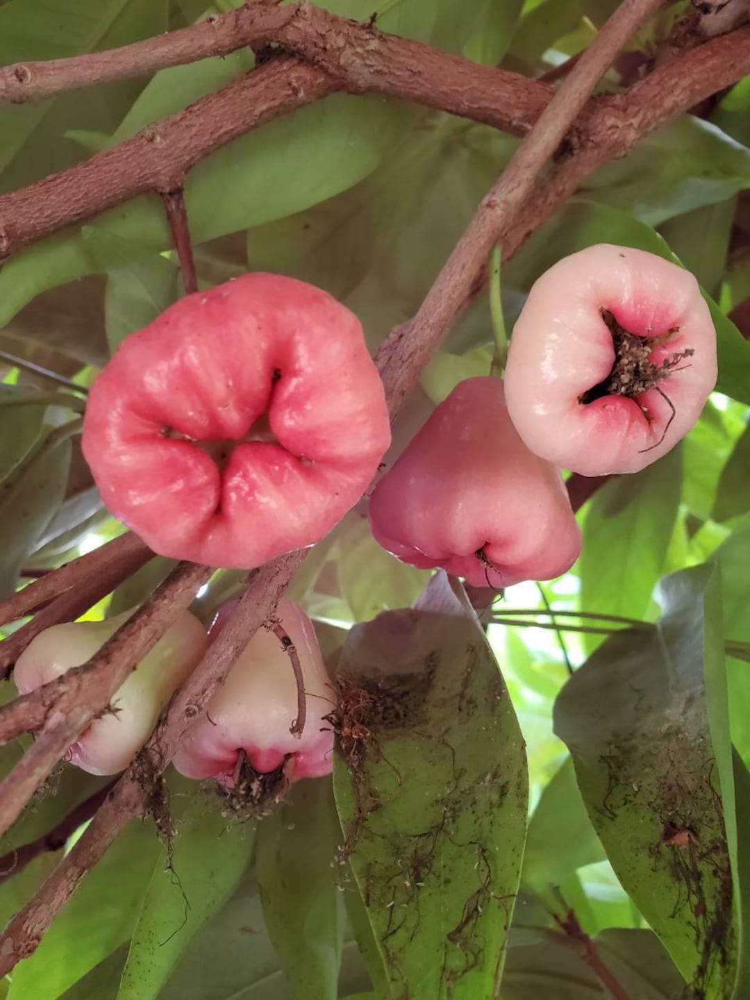 Java Apple (Syzygium samarangense)