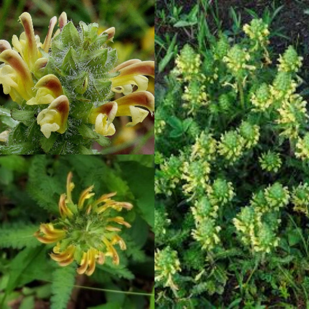 Lousewort Flower Seeds for Planting - 100 pcs for planting in your garden.