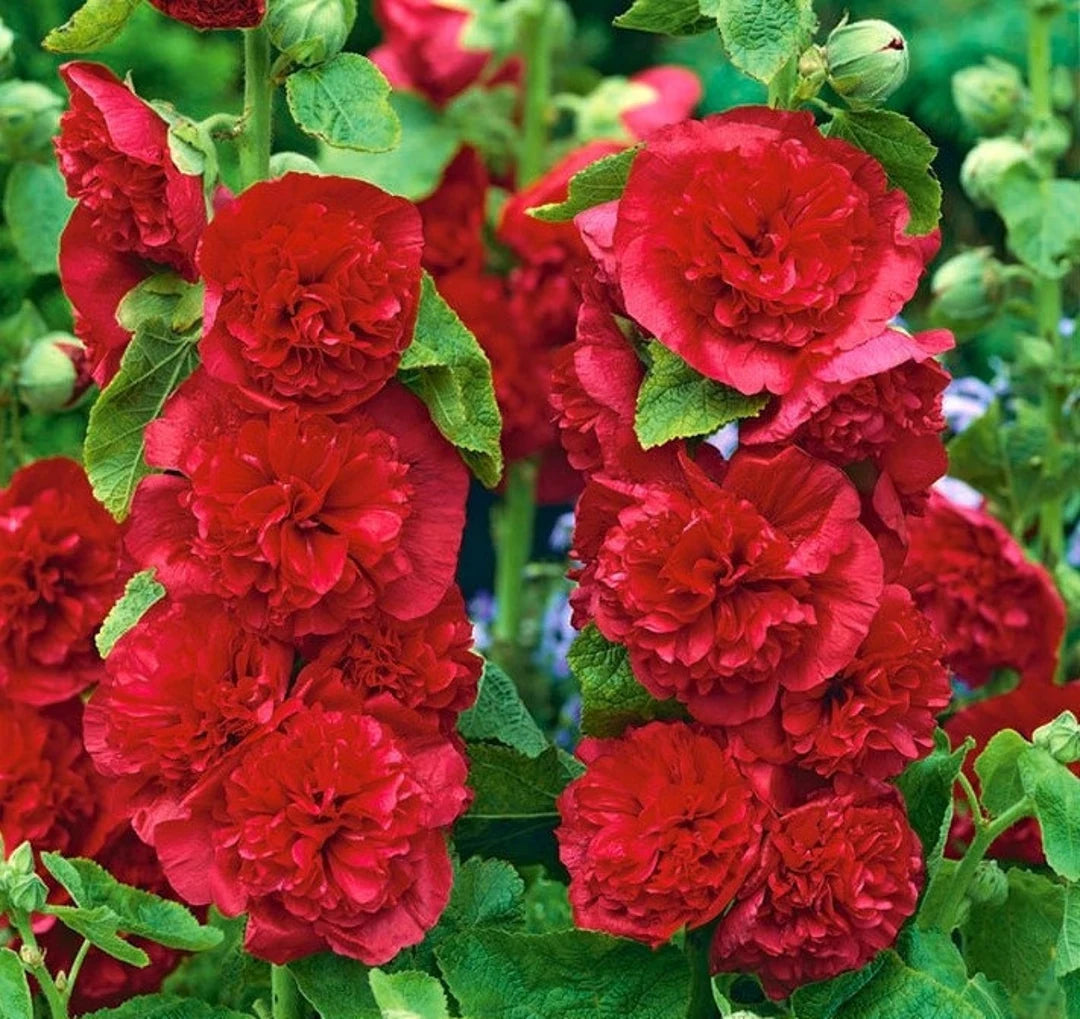 Hollyhock Seeds - Chaters Double Red