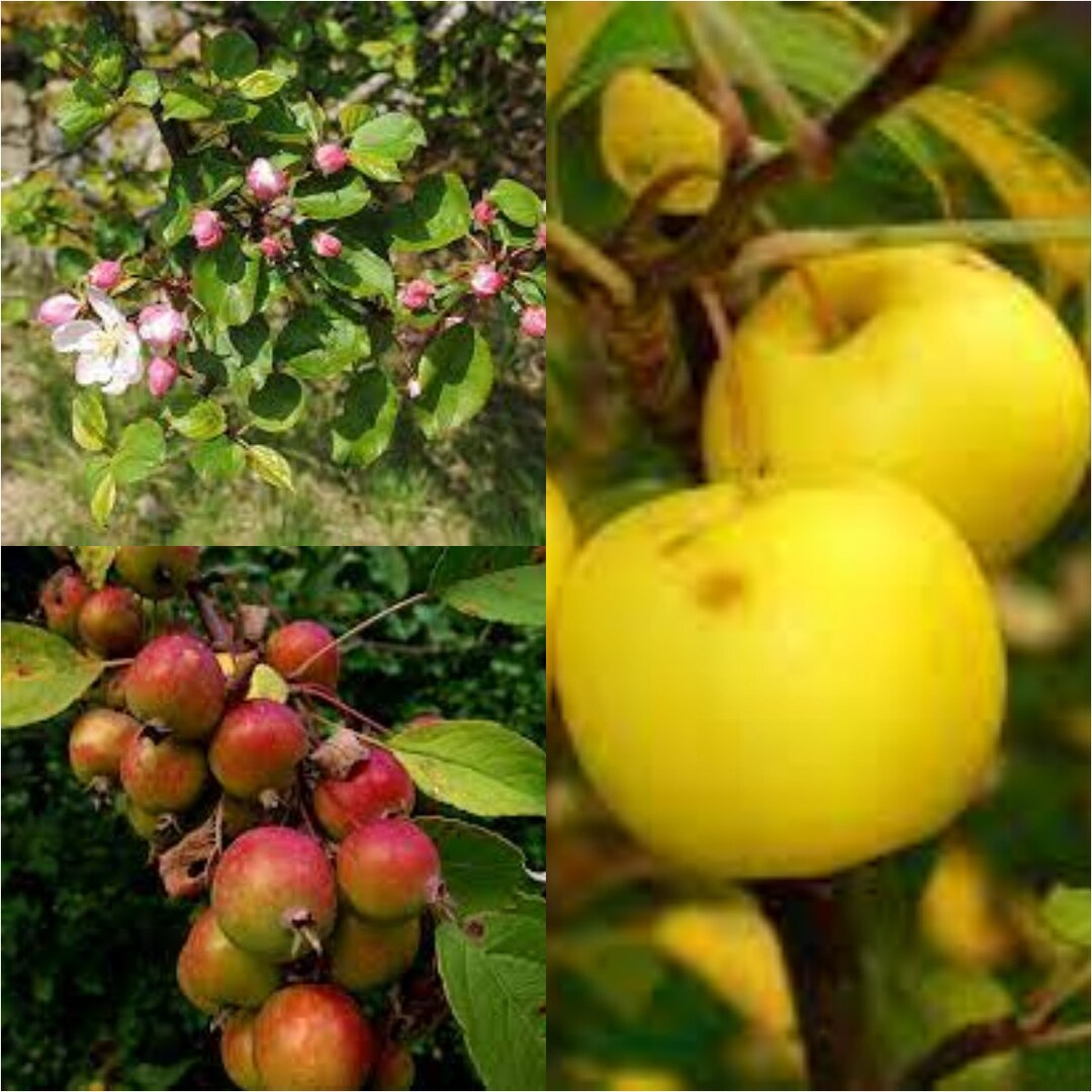 French Wild Apple Premium Seeds Malus sylvestris Fruit Plants – Heirloom, Non-GMO, High Germination Organic Garden Seeds