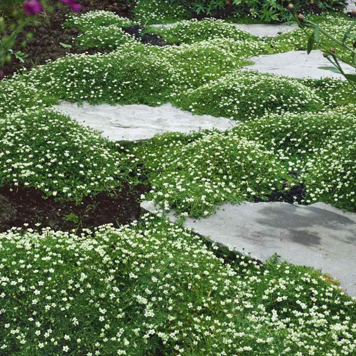 White Sagina Subulata Flower Seeds for Planting, 100
