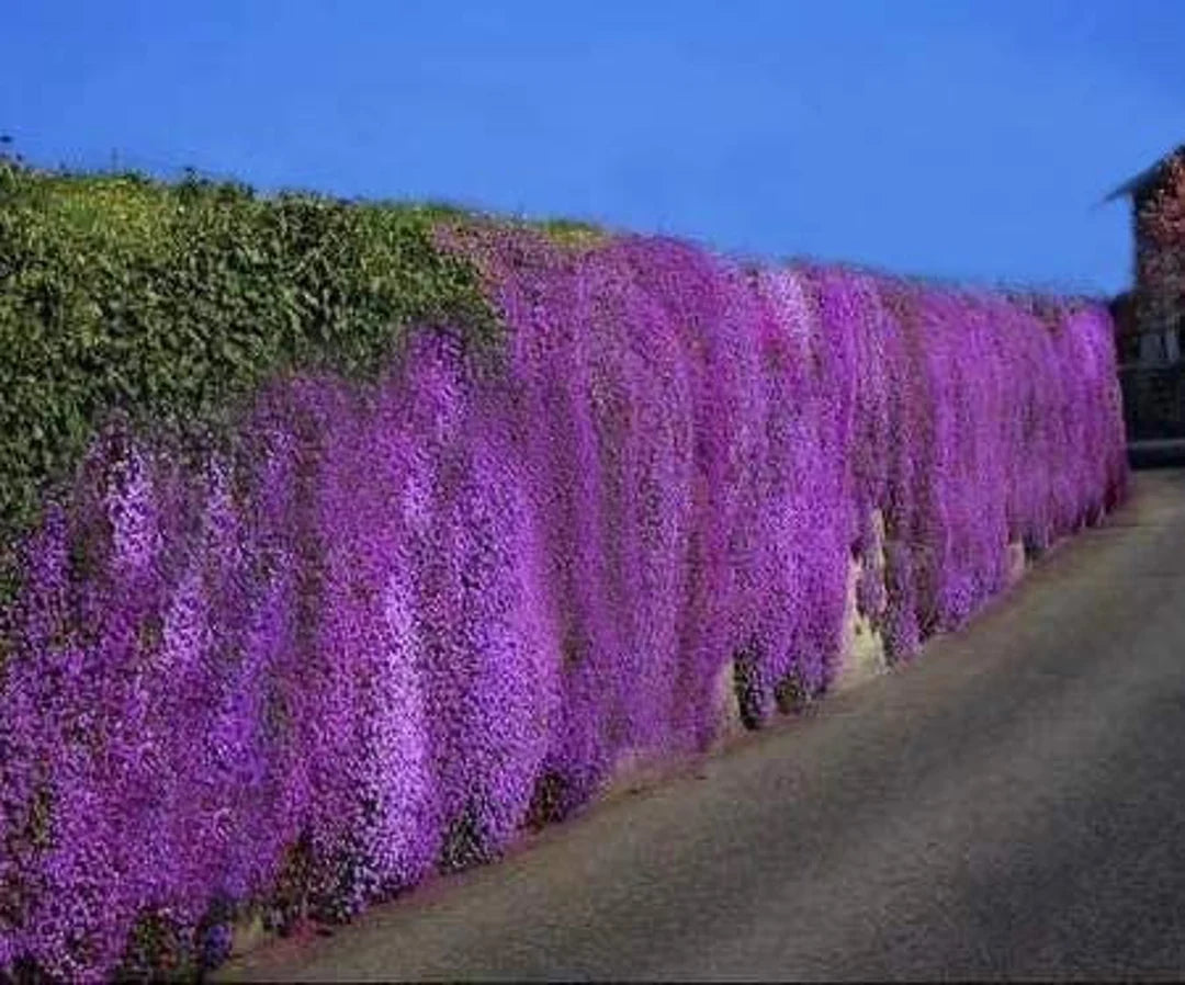 Aubrieta Seeds - Whitewell Gem