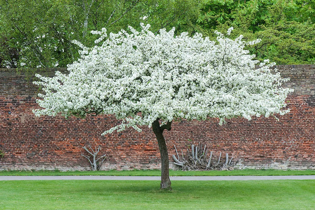 Sargent s Crabapple Tree Premium Seeds Malus sargentii Fall Plants – Heirloom, Non-GMO, High Germination Organic Garden Seeds
