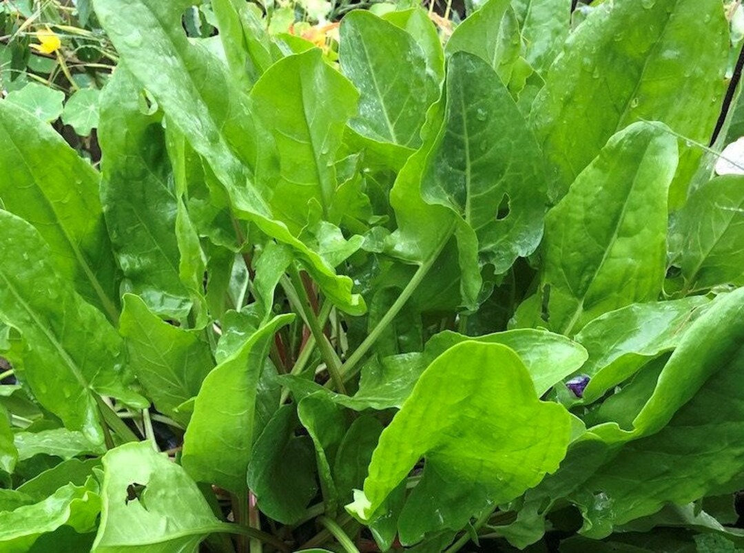 Large Leaf Sorrel (Rumex acetosa) Herb Seeds for Planting - Heirloom & Non-GMO Seeds for planting – Fresh Herb for Your Garden