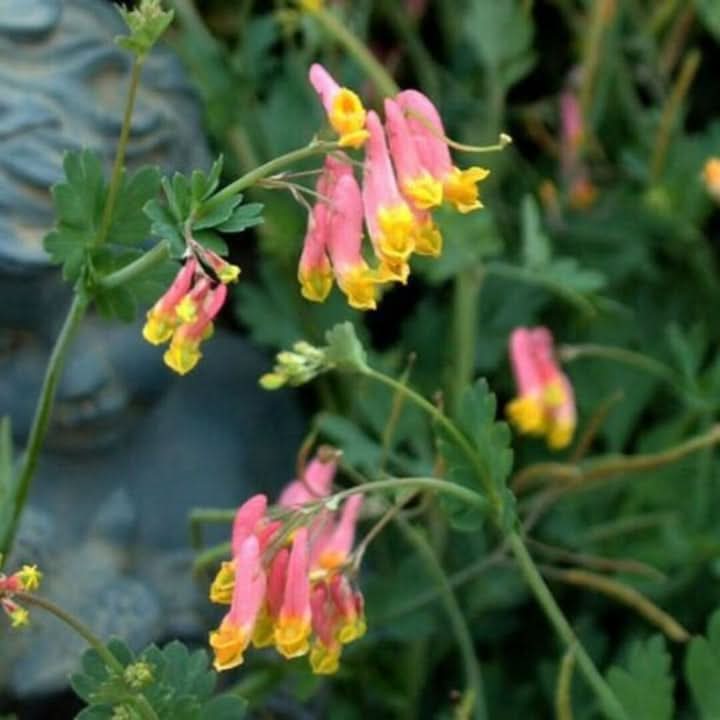 Corydalis Sempervirens Flower Seeds for Planting – Hardy Fragrant Wildflower Garden Blooms
