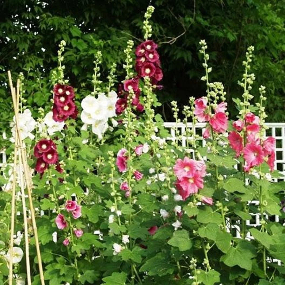 Hollyhock Seeds - Indian Spring Mix